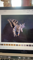 Papilio machaon