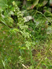 Beckmannia syzigachne