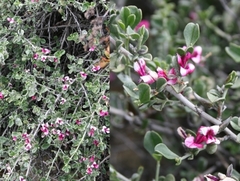 Indigofera obcordata