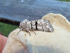 Panthea furcilla