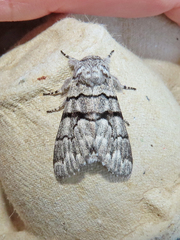 Panthea furcilla