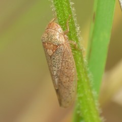 Ponana