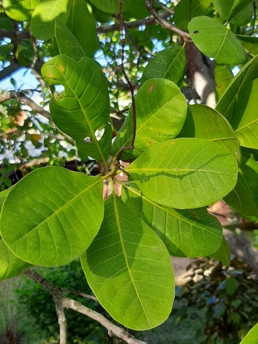 Anacardium occidentale image