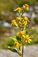 Solidago virgaurea minuta