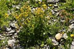 Solidago virgaurea minuta