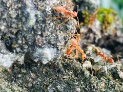 Oecophylla smaragdina