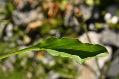 Solidago virgaurea minuta