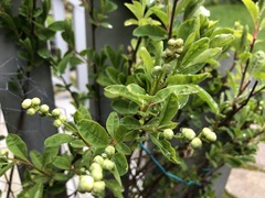 Exochorda