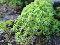 Crassula glomerata