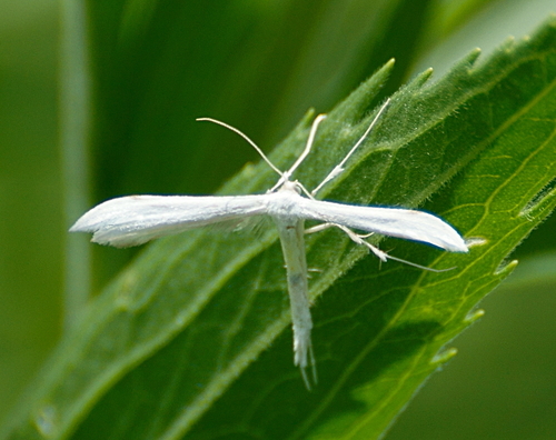 Elliot's Plume Moth photo 3
