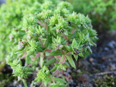Crassula glomerata