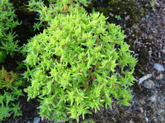 Crassula glomerata