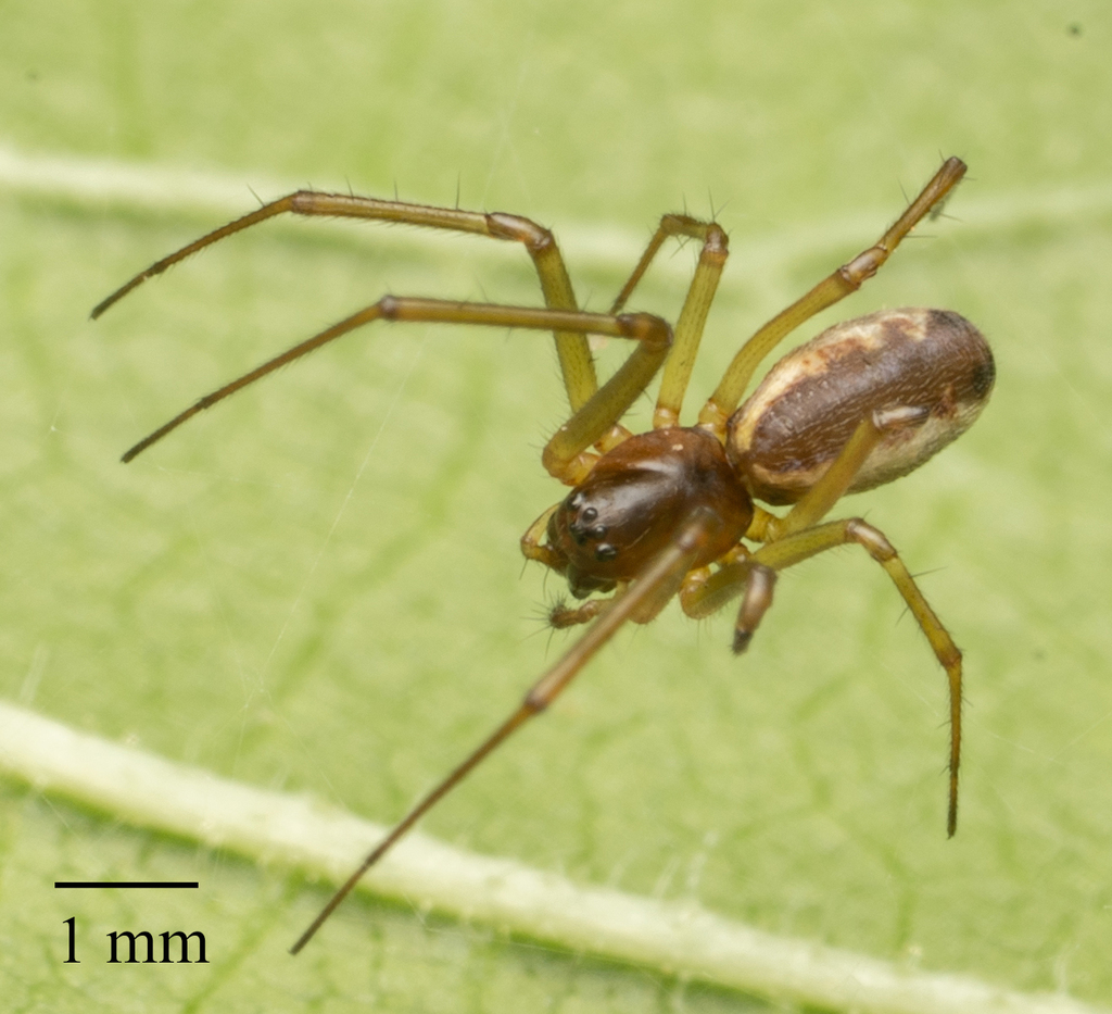 Dwarf, Sheetweb, and Hammock-web Spiders
