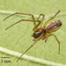 Dwarf, Sheetweb, and Hammock-web Spiders - Photo no rights reserved, uploaded by Jesse Rorabaugh