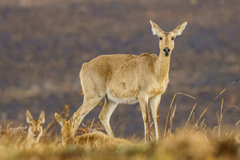 Southern Reedbuck photo 2