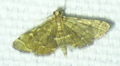 Anageshna primordialis