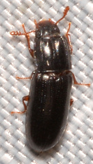 Aulonium parallelopipedum