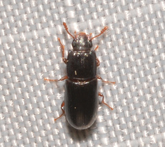 Aulonium parallelopipedum