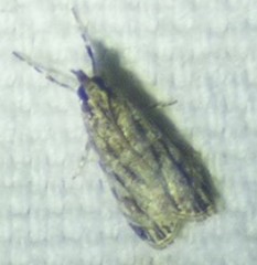 Eudonia strigalis