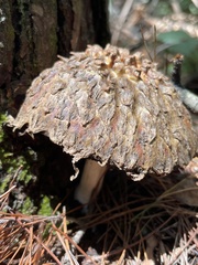 Boletellus ananas image