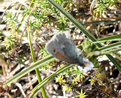 Coenonympha pamphilus