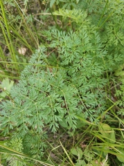 Selinum