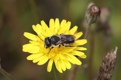 Osmia latreillei