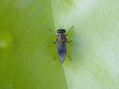 Adoxomyia