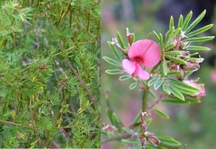 Indigofera stricta