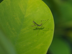 Hierodula patellifera