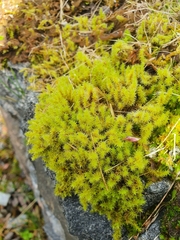 Racomitrium ericoides