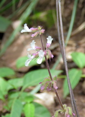 Orthosiphon rubicundus