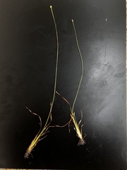 Xyris scabrifolia
