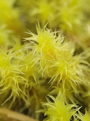 Racomitrium ericoides