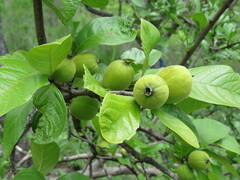 Catunaregam tomentosa
