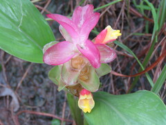 Curcuma angustifolia