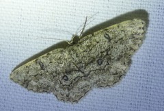 Hypomecis umbrosaria