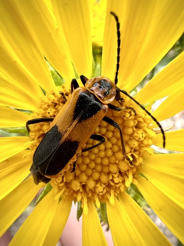 Colorado Soldier Beetle