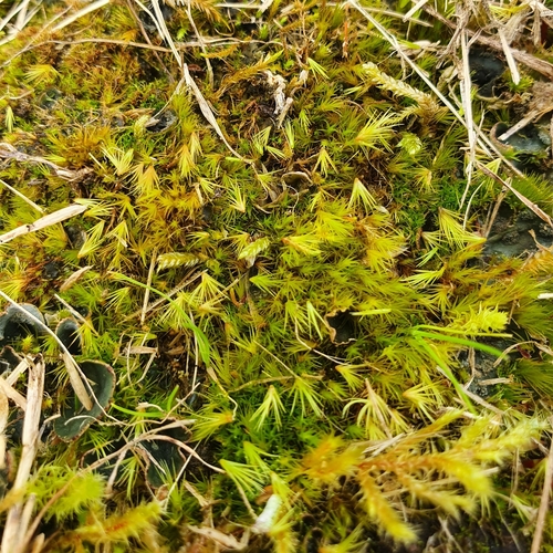 Awl-leaved Swan-neck Moss (Campylopus subulatus)