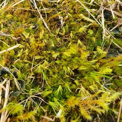 Campylopus subulatus