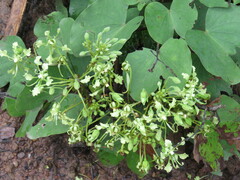 Phanera bracteata