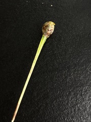 Xyris scabrifolia