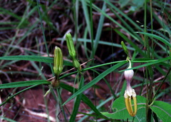 Ceropegia sootepensis