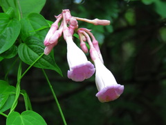 Amalocalyx microlobus