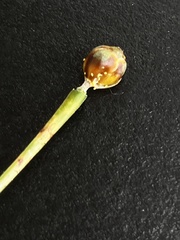 Xyris scabrifolia