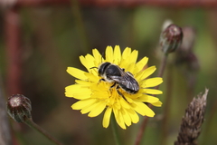 Osmia latreillei