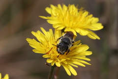 Osmia latreillei