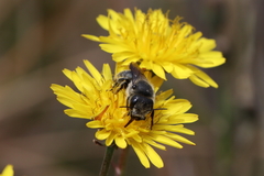 Osmia latreillei