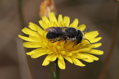 Osmia latreillei