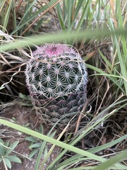 Echinocereus pectinatus rutowiorum